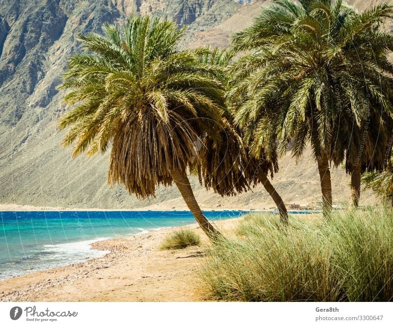 palm trees on the Red Sea on the background of cliffs in Egypt Relaxation Vacation & Travel Tourism Summer Beach Ocean Waves Mountain Nature Landscape Plant