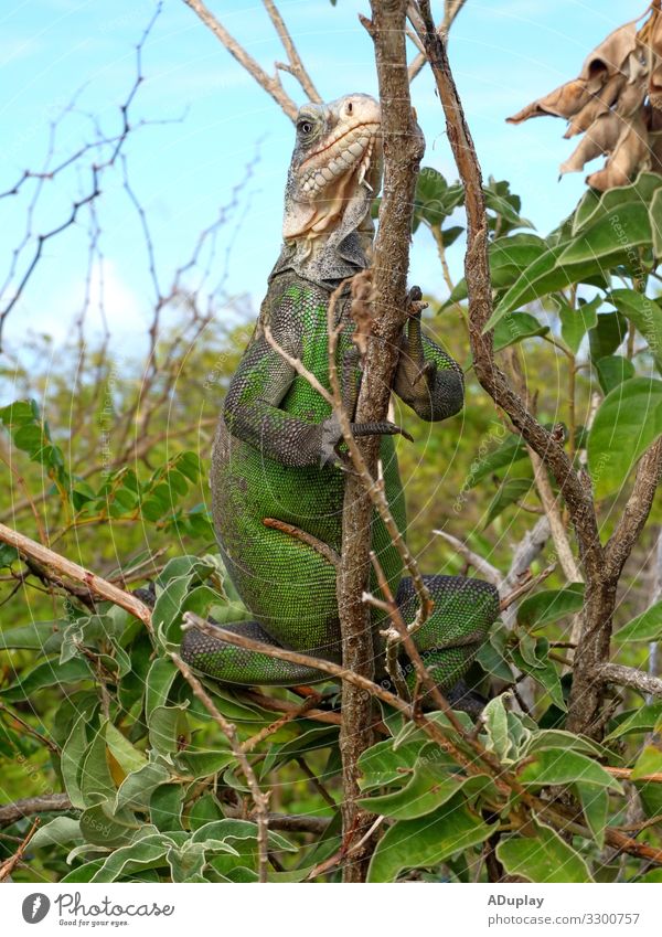 Endangered Green Iguana in Tree, Guadeloupe, Caribbean Nature Plant Animal Summer Beautiful weather Warmth Foliage plant Wild plant Island Wild animal Scales