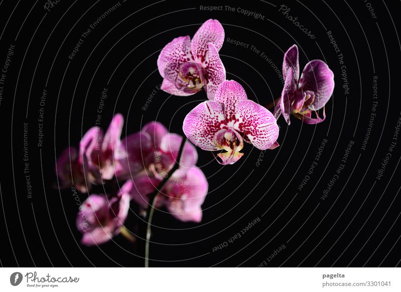 purple orchid Nature Plant Flower Orchid Blossom Exotic Blossoming Faded Living or residing Elegant Red Black Emotions Moody Spring fever Power Trust