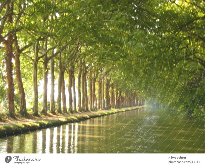 plane forest Row of trees Canal du Midi Southern France Green Boating trip plane trees Relaxation Water