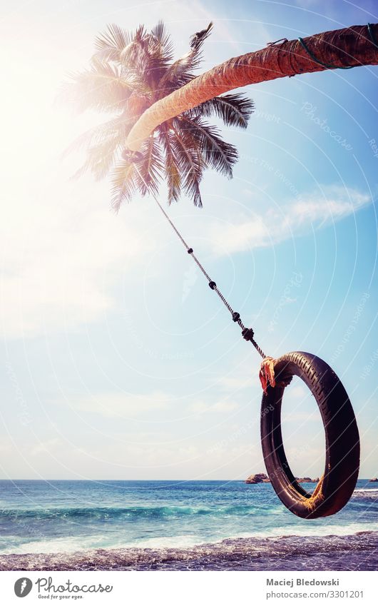 Palm tree with tire swing against the sun. Joy Vacation & Travel Freedom Summer Summer vacation Sun Beach Ocean Island Sky Tree Coast Joie de vivre (Vitality)