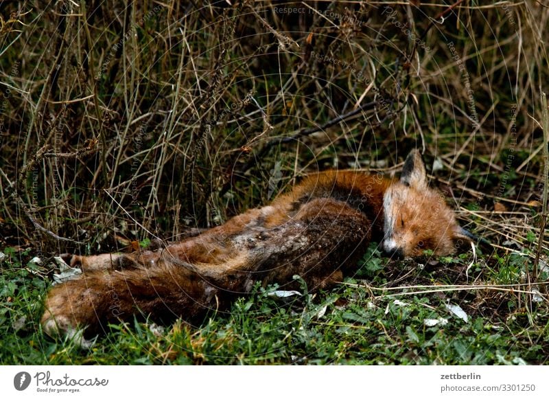 Red fox (dead) Fox Animal Wild animal Pelt Fur-bearing animal Death Corpse run sb./sth. over Lie Forest Park Bushes Undergrowth Extinct