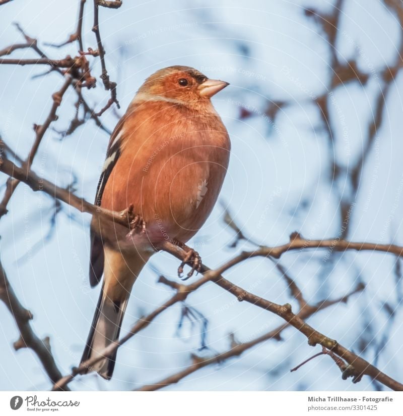 Chaffinch in a tree Nature Animal Sky Sunlight Beautiful weather Tree Twigs and branches Wild animal Bird Animal face Wing Claw Finch Head Beak Eyes Feather