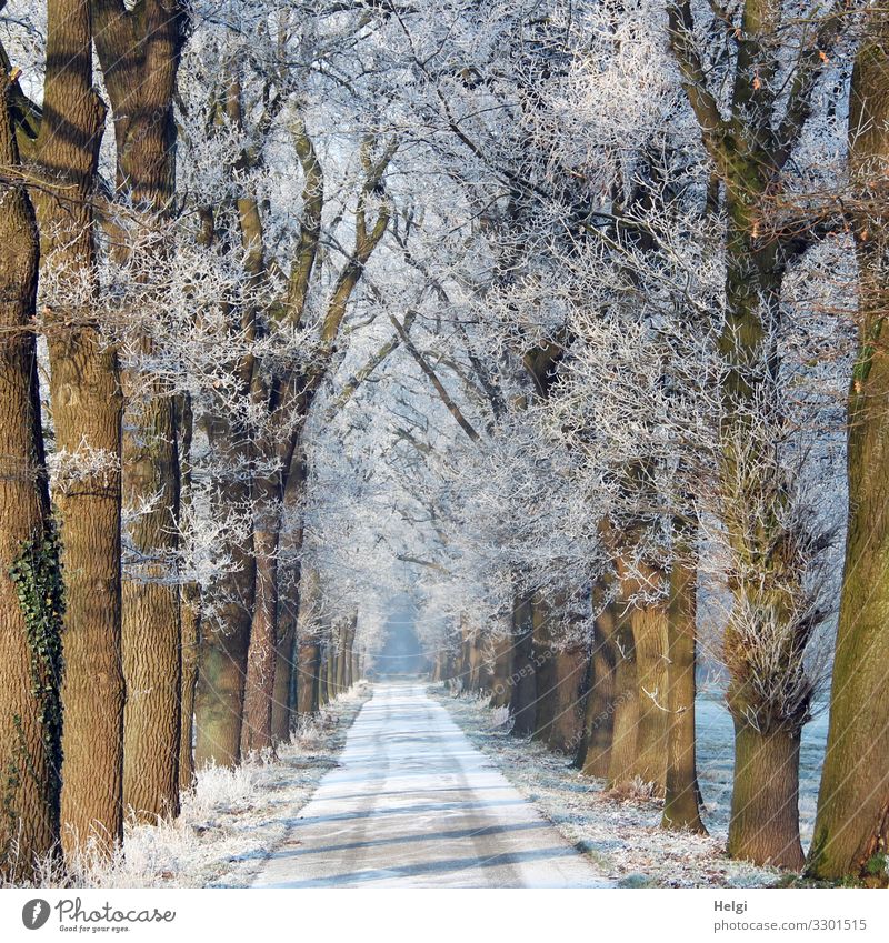 winter avenue with snow on the street and hoarfrost on the trees Environment Nature Plant Winter Ice Frost Snow Tree Street Avenue Freeze Stand Esthetic