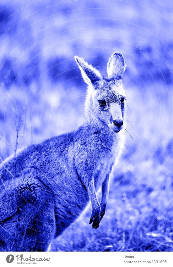 lovely kangaroo in blue , hall´s gap Face Vacation & Travel Trip Adventure Friendship Couple Animal Wild animal 1 Jump Authentic Cool (slang) Friendliness