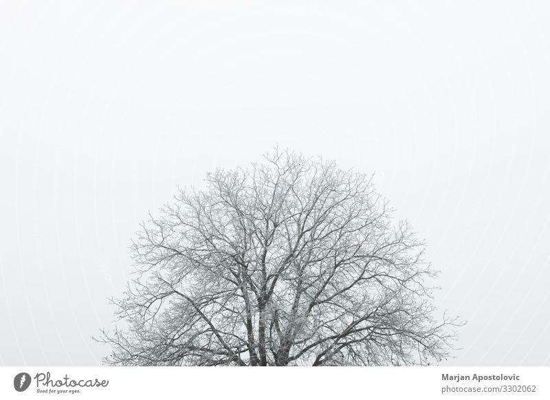 Frosted top of the tree in winter time Environment Nature Landscape Plant Sky Winter Weather Fog Ice Tree Cool (slang) Tall Cold Natural Moody Peaceful Patient