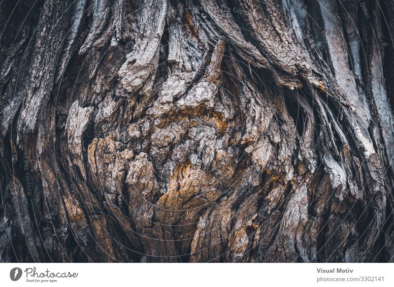 Texture of the bark of a Styphnolobium japonicum commonly known as Pagoda tree Nature Plant Earth Spring Tree Garden Park Field Forest Virgin forest Wood Old