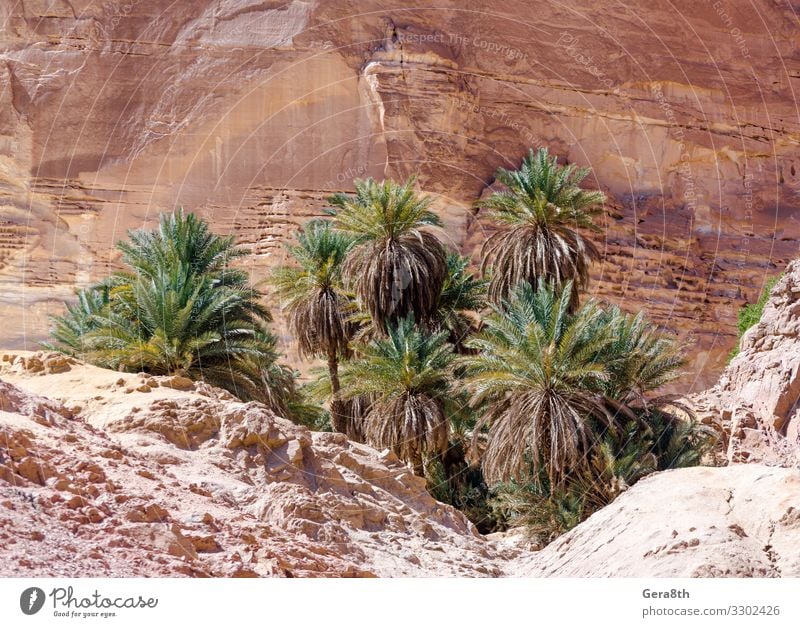 green palm trees in an oasis in the desert in Egypt Exotic Vacation & Travel Tourism Summer Mountain Nature Landscape Plant Warmth Tree Rock Canyon Oasis Stone