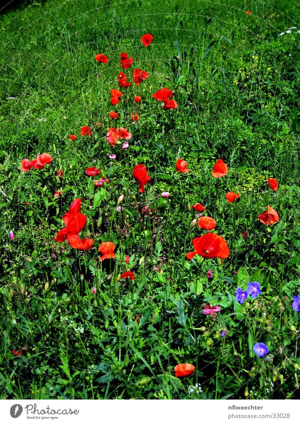 flower meadow Meadow Flower Poppy Red Green Grass Weed