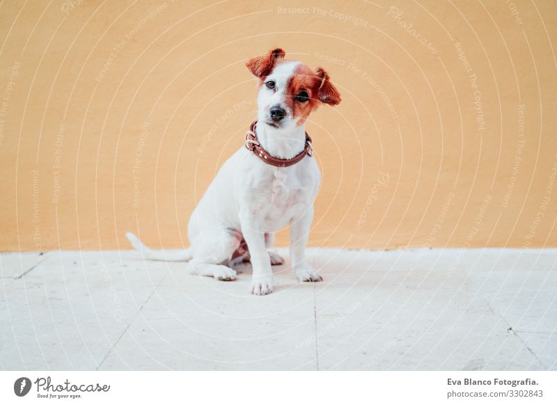 cute jack russel dog sitting over yellow background Dog Jack Russell terrier Sit Exterior shot City Yellow Background picture intelligent Deserted Cute Small