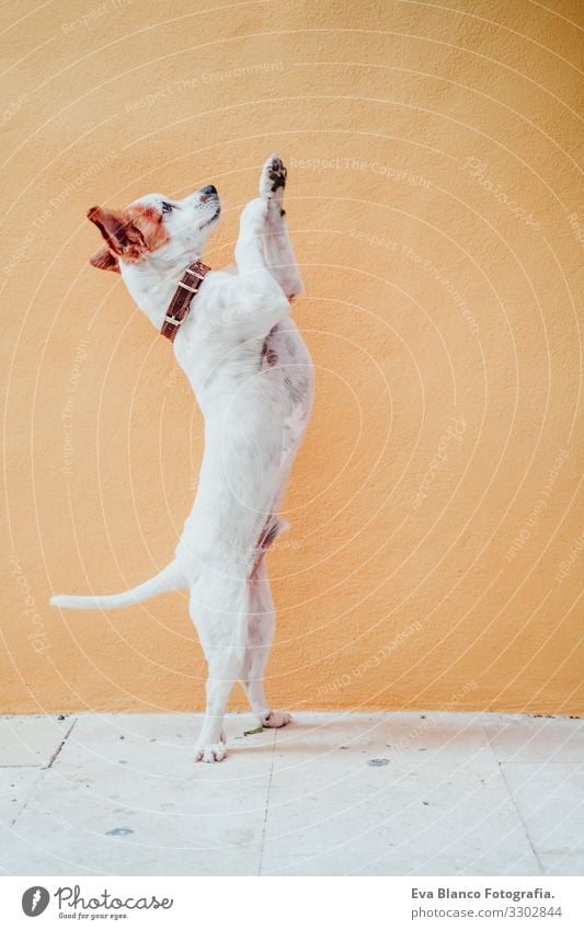 Dog Standing On Hind Legs Royalty-Free Images, Stock Photos