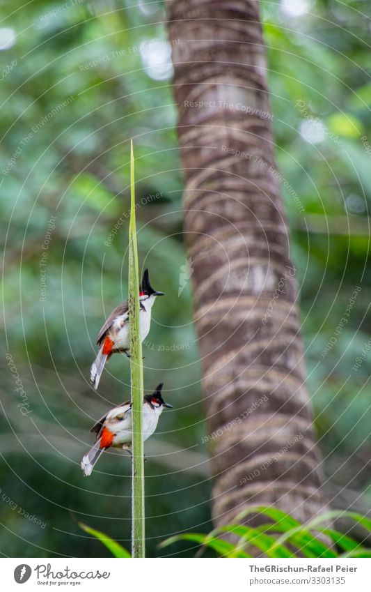 two birds on a branch against a blurred background Bird Animal Feather Colour photo Grand piano in twos Together at the same time Noble plumage Palm tree