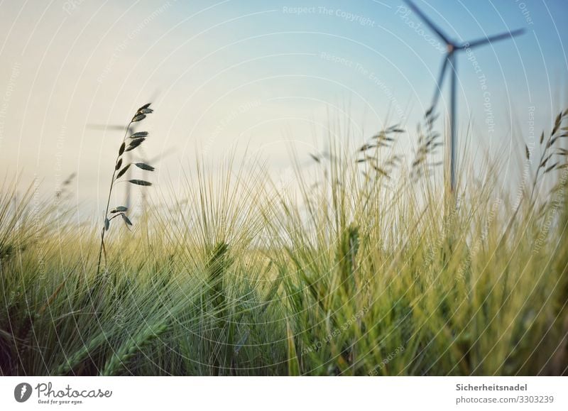Cornfield with wind turbine Wind energy plant Nature Summer Beautiful weather Plant Bushes Agricultural crop Field Green Grain field Pinwheel Close-up