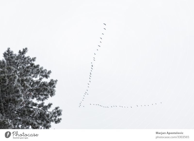 Flock of storks flying above trees in winter time Environment Nature Plant Animal Air Sky Winter Forest Bird Group of animals Flying Wild Moody Resolve Freedom