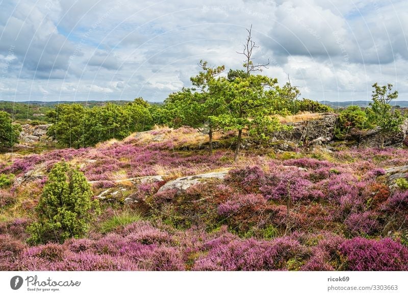 Landscape on the island of Tjörn in Sweden Relaxation Vacation & Travel Tourism Summer Ocean Island Nature Water Clouds Tree Rock Coast North Sea