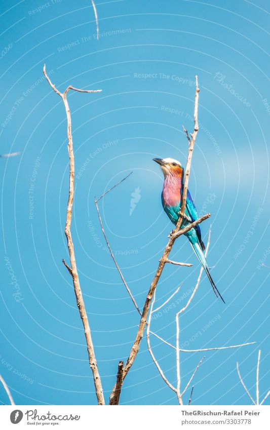 Forked Roller on a branch in Tanzania Bird Animal Colour photo Wild animal Nature Blue Deserted Beak Day Safari variegated aesthetics feathers motley Glittering