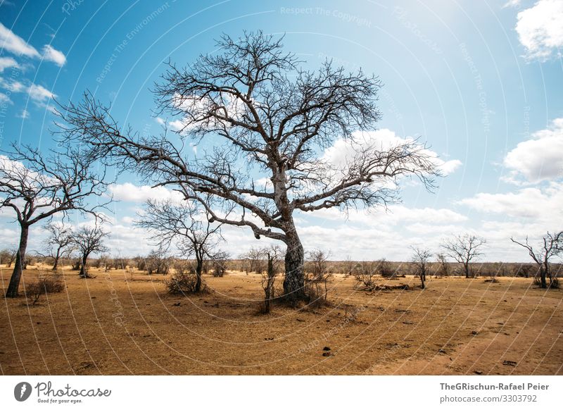 Tree in dry region Savannah Clouds Shadow Dry Africa Landscape Nature Colour photo Grass Sky Environment Safari