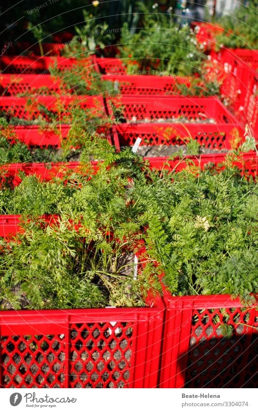 Tempting delicacies 2 Vegetable green stuff Healthy carrot herb Parsley Markets Fresh Vegetarian diet Organic produce