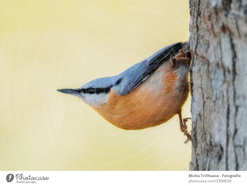 Nuthatch hanging from the tree trunk Nature Animal Sunlight Beautiful weather Tree Tree trunk Wild animal Bird Animal face Wing Claw Eurasian nuthatch Head Beak