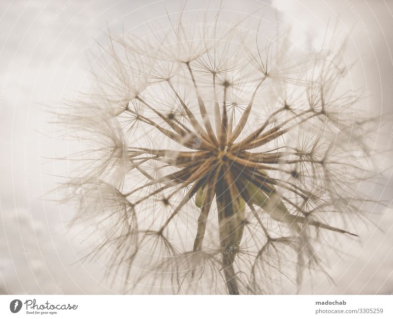 puppete Environment Nature Plant Flower Kitsch Dandelion Colour photo Subdued colour Exterior shot Close-up Detail Abstract Pattern Structures and shapes
