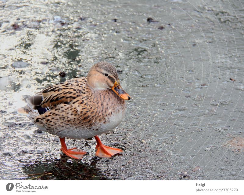 Duck stands on an ice rink Environment Nature Animal Water Winter Ice Frost Pond Wild animal Bird 1 Freeze Looking Stand Authentic Cold Natural Brown Gray