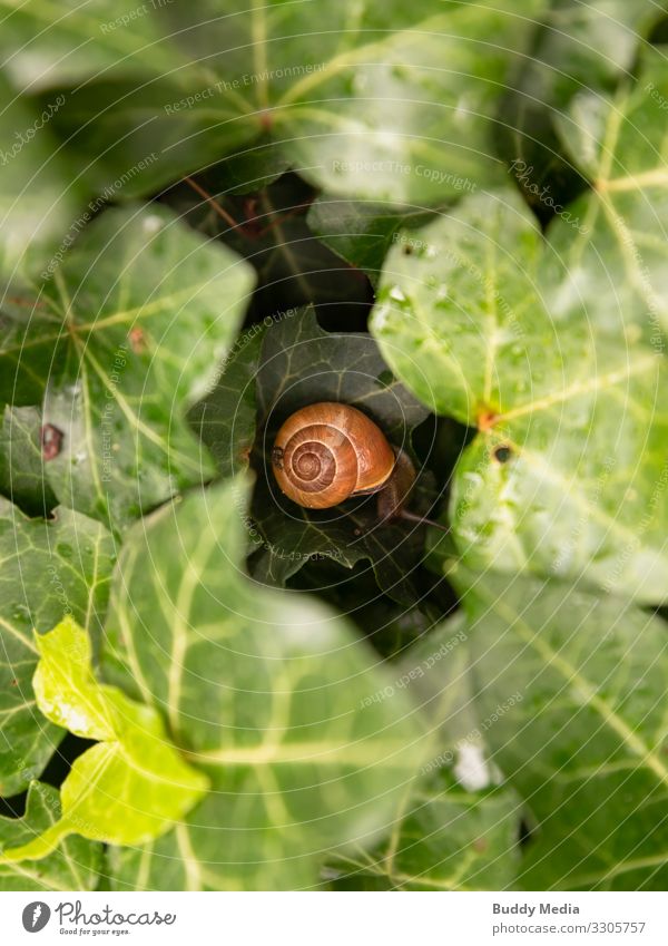 Little snail hiding in ivy Environment Nature Plant Animal Drops of water Ivy Leaf Foliage plant Wild plant Wild animal Snail 1 Relaxation Sleep Dirty Simple