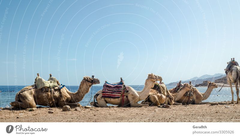 caravan lying camels in desert of Egypt Dahab Blue Hole Exotic Vacation & Travel Tourism Summer Beach Ocean Nature Landscape Sand Horizon Fog Warmth Coast