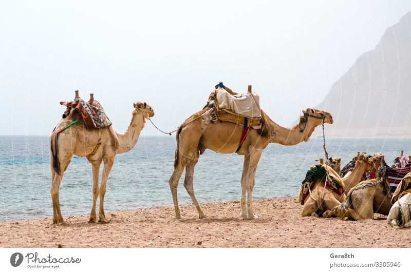 caravan lying camels in desert of Egypt Dahab South Sinai Exotic Vacation & Travel Tourism Summer Beach Ocean Mountain Nature Landscape Sand Horizon Fog Warmth