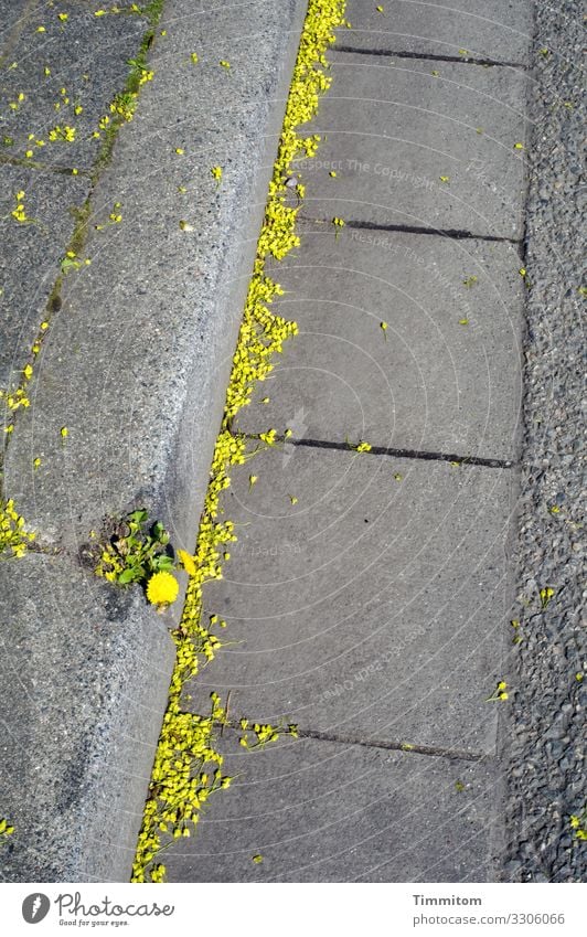 Just look, there by the wayside! Street Asphalt Roadside Sidewalk Curbside Traffic infrastructure Pavement Plant Blossom pollen Yellow Adornment enjoyable