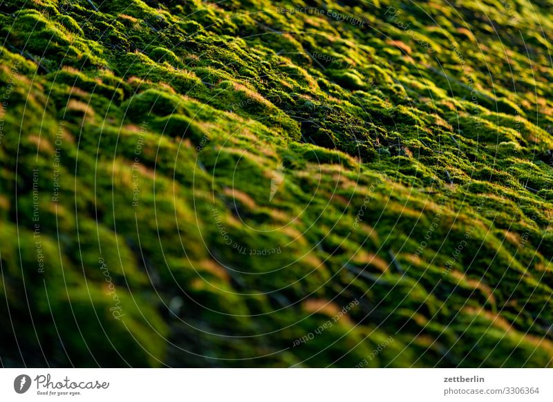 moss Moss Bolster Soft Plant Growth Life Green Damp moisture Water wetland Forest vegetation background Abstract Deserted Copy Space