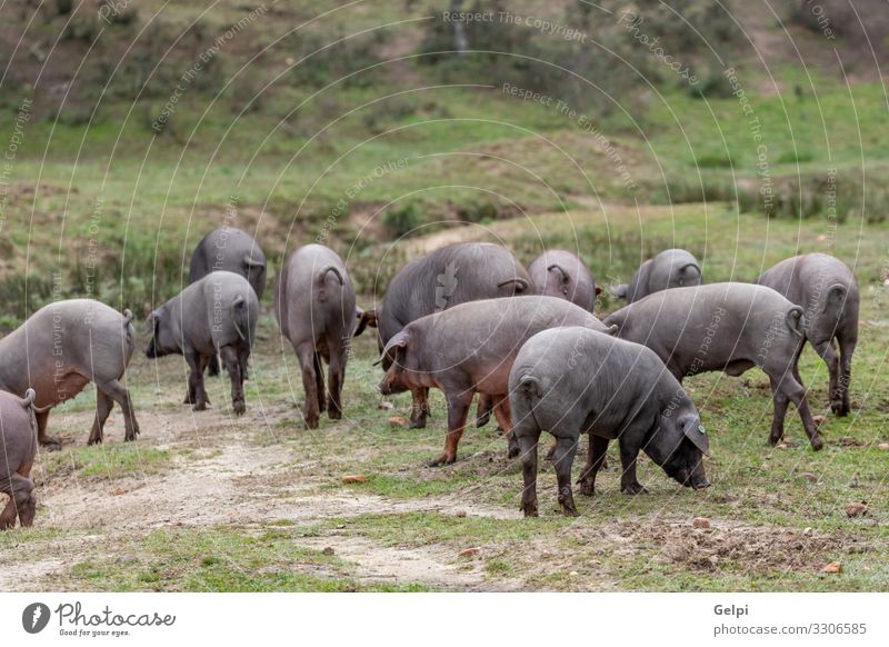 Iberian pigs grazing Meat Eating Gastronomy Nature Landscape Animal Tree Meadow Paw Herd To feed Feeding Black Pigs Farm Pork Ham Spain Rural livestock piggy