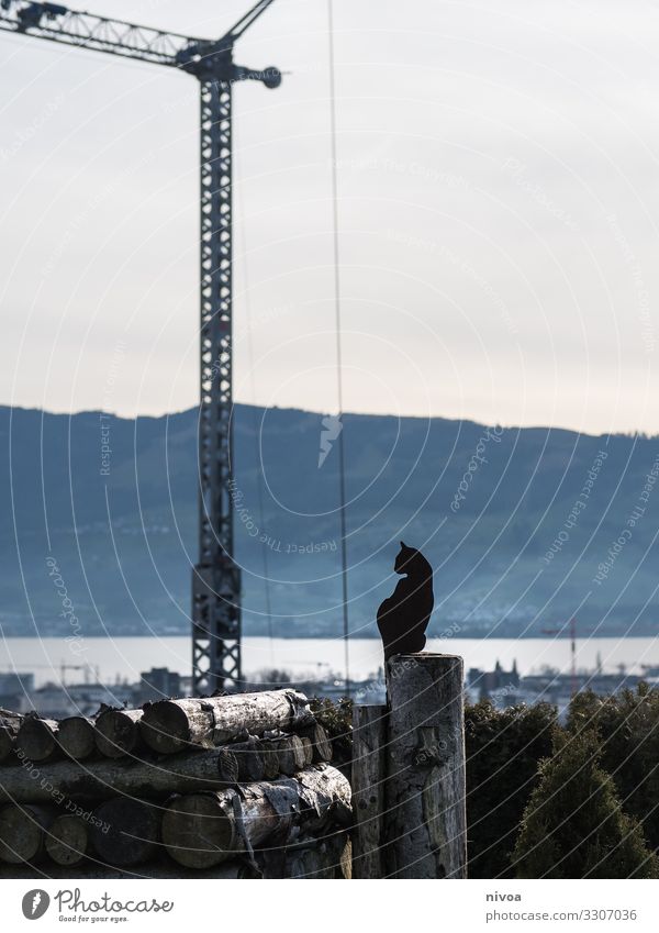 sitting cat with view on the lake Cat metallic Art Construction site Crane Lake zurich mountains rapperswil schweiz Sky Construction crane wood Build shilouette