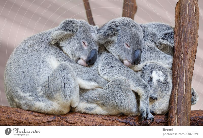 Koalas sleeping , Brisbane II - Australia Vacation & Travel Trip Adventure Family & Relations Group Nature Animal Tree Forest Wild animal 3 Sleep Authentic