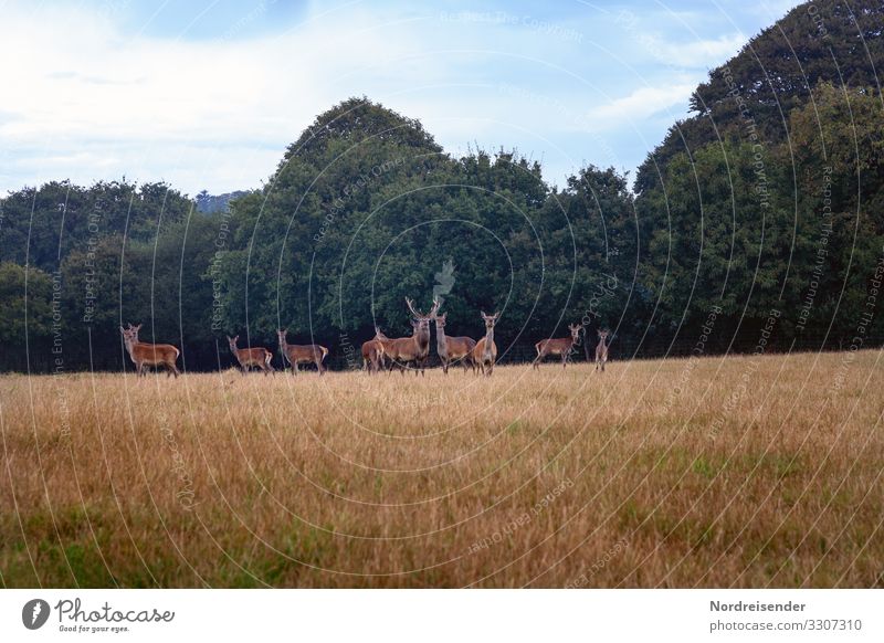 Red deer in a clearing Trip Agriculture Forestry Nature Landscape Plant Animal Sky Clouds Summer Beautiful weather Tree Grass Meadow Wild animal