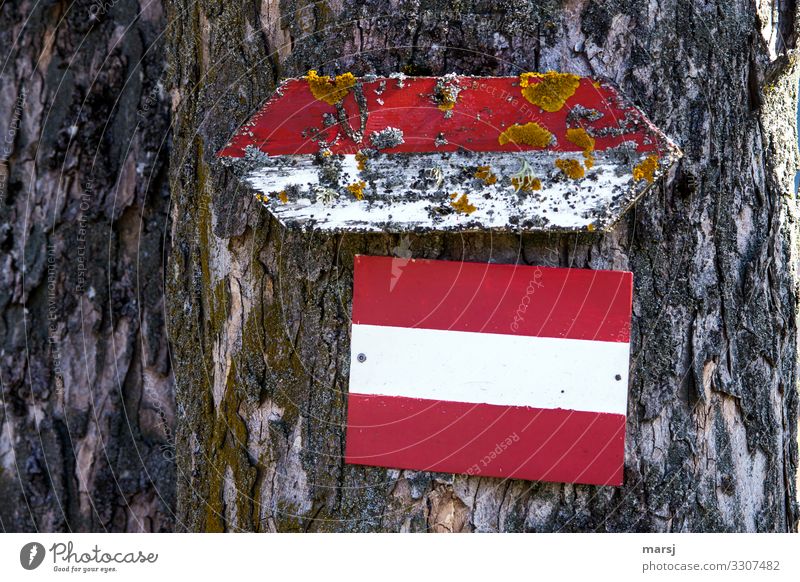 groundbreaking Moss Tree bark Wood Sign Signs and labeling Signage Warning sign Red-white-red Old Authentic Unwavering Orderliness Beginning Bizarre Hope