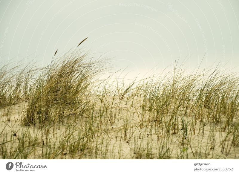 dune grass duene Marram grass Grass Plant Hill Ocean Sand Sandy beach Baltic Sea grasses