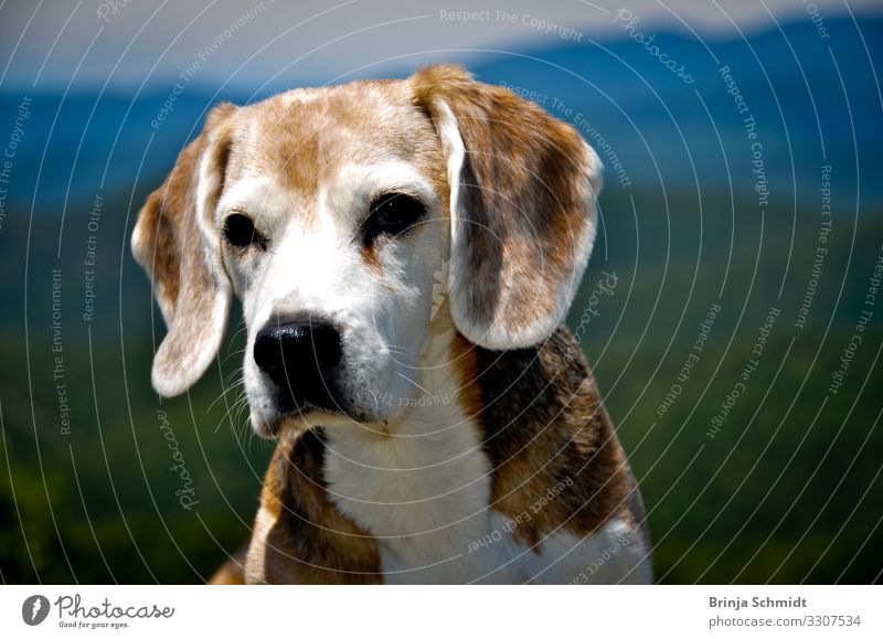 Portrait of an old beagle (dog). Beautiful weather Mountain Dog 1 Animal Old Observe Think Hunting Looking Dream Friendliness Natural Soft Brown White