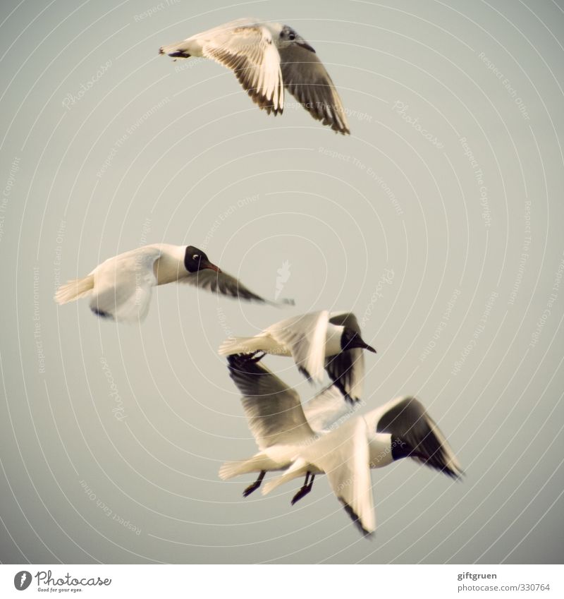 synchronous aviator Elements Air Coast Animal Bird Wing 4 Group of animals Flock Flying Elegant Ease Seagull Black-headed gull  Nosedive Synchronous Glide