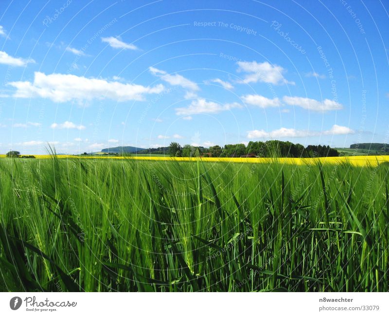 Fields in May Canola Rye Yellow Green Clouds White Delicate Weserbergland Grain Coarse hair Sky Blue Detail