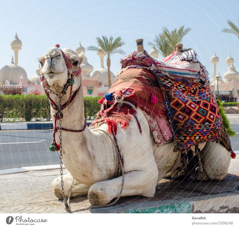riding camel in a bright blanket on the sunny street in Egypt Exotic Vacation & Travel Tourism Entertainment Animal Oasis Town Transport Street Cloth Bright