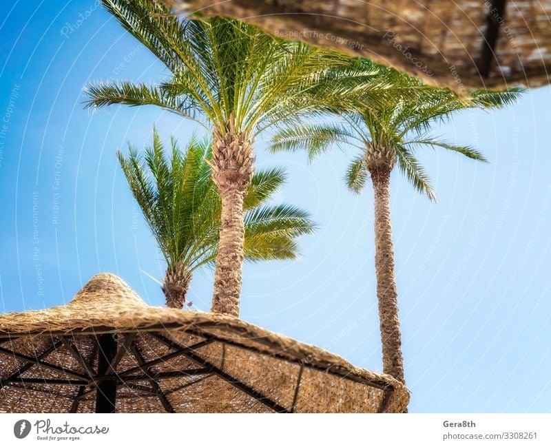 tropical background palm trees and wooden umbrellas in Egypt Exotic Vacation & Travel Tourism Beach Plant Sky Clouds Climate Tree Leaf Wood Hot Blue Green White