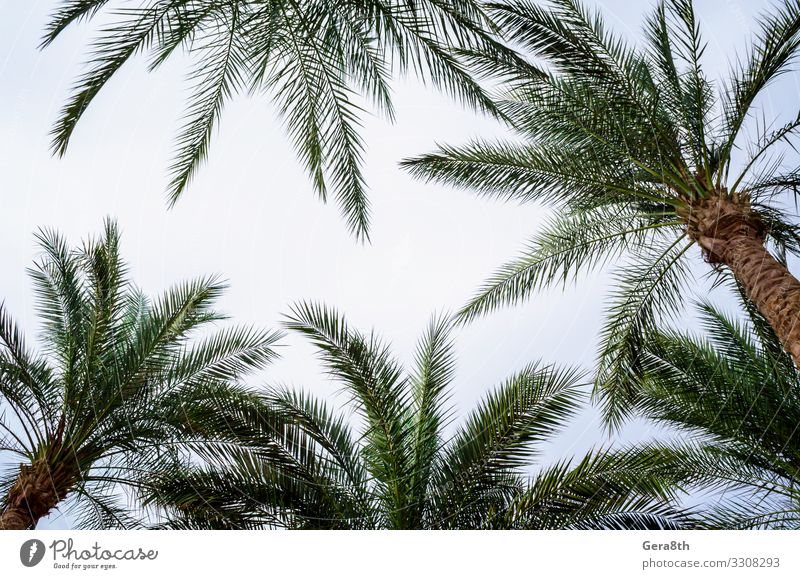 bottom view of palm branches and blue sky Exotic Vacation & Travel Tourism Summer Bottom Nature Plant Sky Climate Tree Leaf Virgin forest Fresh Hot Blue Green