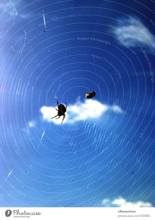 Going online Spider Cloth Spider's web White Transport Fly Sky Blue Sun Reflection