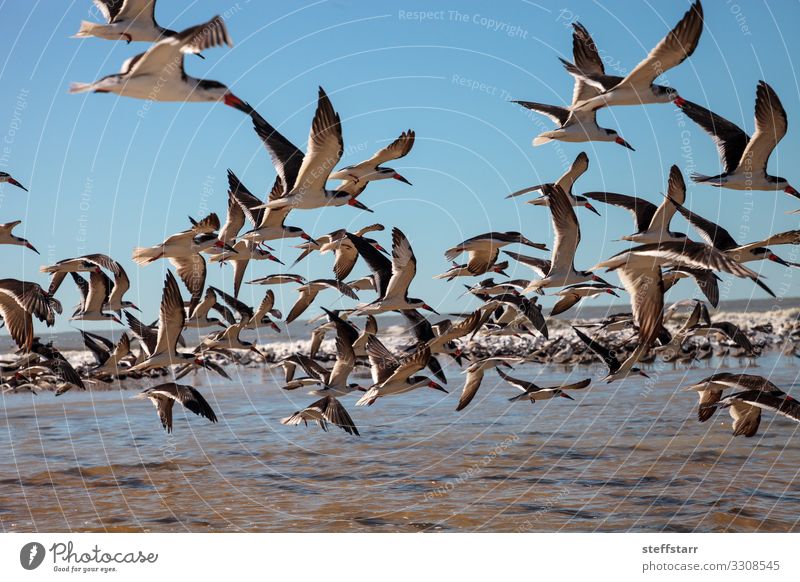 Flying black skimmer terns Rynchops niger Beach Ocean Nature Landscape Coast Wild animal Bird Flock Blue Red Black Terns Duck birds Clam Pass Naples Florida