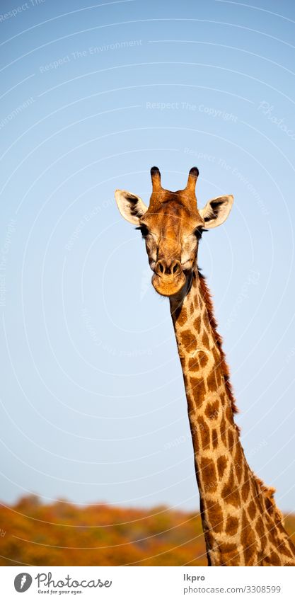 Zebra Stripes Giraffe Spots Long Legs Stock Photo