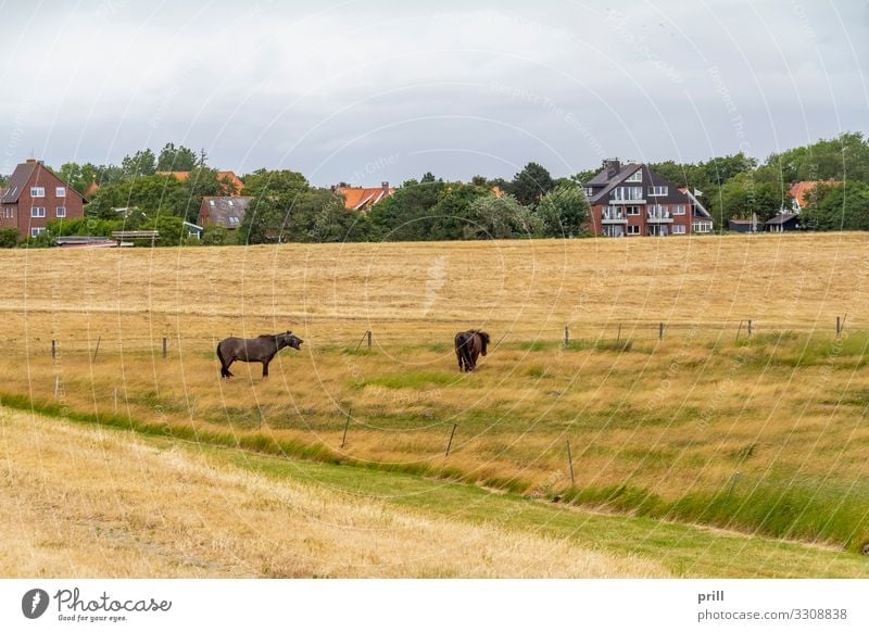 Spiekeroog in East Frisia Summer Island Agriculture Forestry Landscape Plant Meadow Coast Village Horse Authentic East Frisland Friesland district Germany