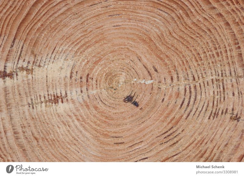 Tree trunk with its annual rings Agriculture Forestry Saw Axe Nature Landscape Wood Brown Power Rachis Life Rings Colour photo Exterior shot Long shot