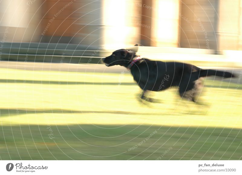 running dog Labrador Dog Blur Movement pulling along Running