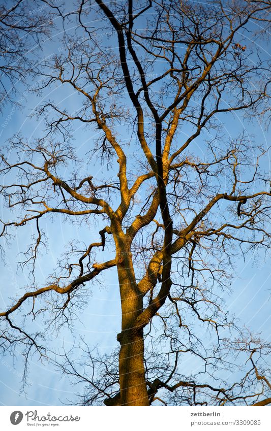 tree Branch Tree Sky Heaven Deserted Nature Plant Calm Tree trunk Copy Space Twig Bleak Winter Autumn Branched Treetop Background picture