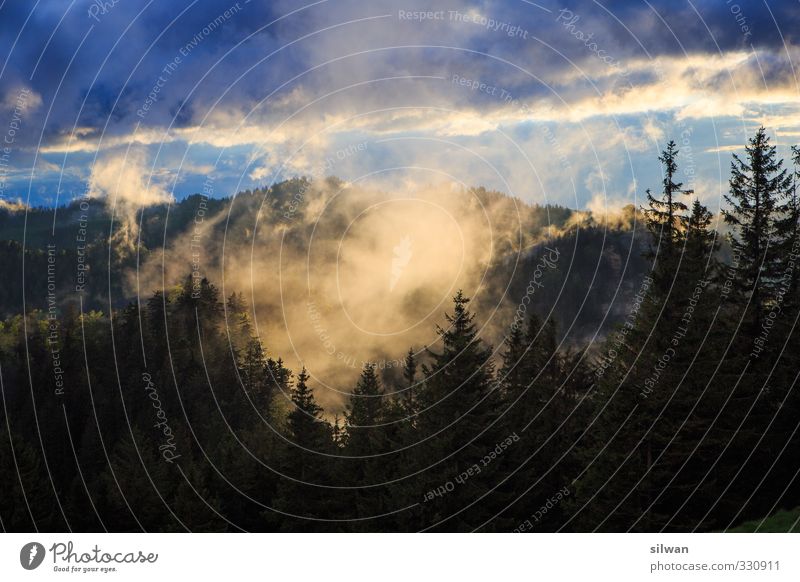 nebulous bowl Hiking Landscape Creepy Cold Blue Calm Apocalyptic sentiment Mysterious Fog Shroud of fog Fir tree Horizon Dark Threat Colour photo Exterior shot